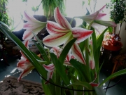 Amaryllis 'Candy Stripe'
