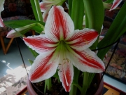 Amaryllis 'Candy Stripe'