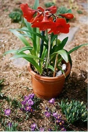 Amaryllis in early Spring