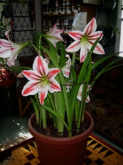 Amaryllis 'Candy Stripe'