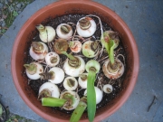Amaryllis potting Amaryllis bulbs