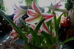 Amaryllis 'Candy Stripe'