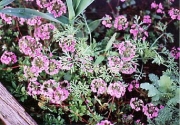 Androsace sarmentosa pink Androsace