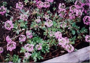 Androsace sarmentosa pink Androsace