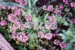 Androsace sarmentosa pink Androsace