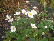 Anemone japonica, 'Honorine Jobert' Japanese anemone, white