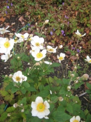 Anemone japonica, 'Honorine Jobert' Japanese anemone, white