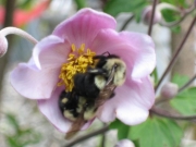 Anemone japonica, 'Robustissima' Japanese anemone, pink, with bee, closeup
