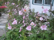 Anemone japonica, 'Robustissima' Japanese anemone, pink