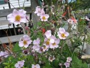 Anemone japonica, 'Robustissima' Japanese anemone, pink
