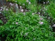 Anemone japonica, 'Robustissima' Japanese anemone, pink