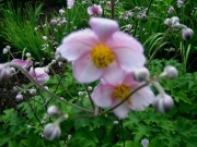 Anemone japonica, 'Robustissima' Japanese anemone, pink