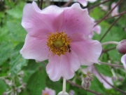 Anemone japonica, 'Robustissima' Japanese anemone, pink with bee, closeup