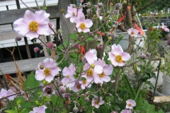 Anemone japonica, 'Robustissima' Japanese anemone, pink