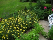 Anthemis tinctoria 'Kelawayi' golden marguerite