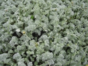 Anthemis tomentosa wooly marguerite