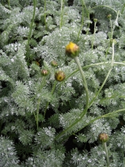 Anthemis tomentosa wooly marguerite in bud