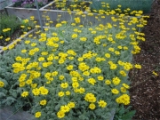 Anthemis tomentosa wooly marguerite in full bloom