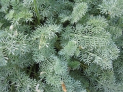 Anthemis tomentosa wooly marguerite, foliage closeup