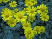 Anthemis tomentosa wooly marguerite, closeup