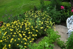 Anthemis tinctoria 'Kelawayi' golden marguerite