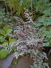 Anthyrium niponicum 'Pictum' Japanese painted fern