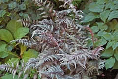 Anthyrium niponicum 'Pictum' Japanese painted fern