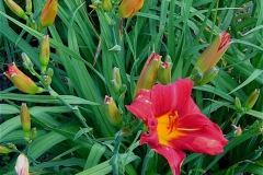 Hemerocallis, 'Anzac'