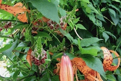 Apios & Lilium groundnut and tiger lily