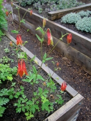 Aquilegia canadensis native red & yellow columbine
