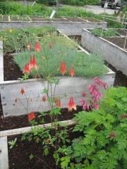 Aquilegia canadensis native red & yellow columbine