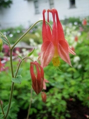 Aquilegia canadensis native red & yellow columbine, closeup