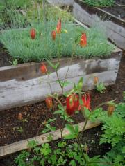 Aquilegia canadensis native red & yellow columbine