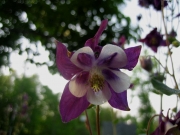 Aquilegia vulgaris Aquilegia close-up
