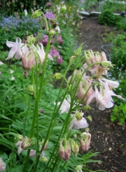 Aquilegia vulgaris Aquilegia