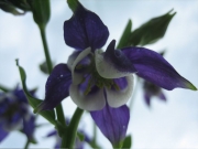 Aquilegia vulgaris short-spurred columbine, bicolor, closeup