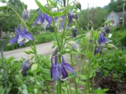 Aquilegia vulgaris short-spurred columbine, bicolor