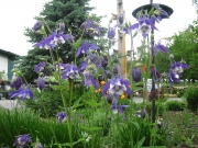 Aquilegia vulgaris short-spurred columbine, bicolor