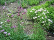 Aquilegia vulgaris short-spurred columbine, pink
