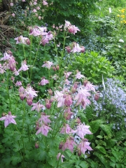 Aquilegia vulgaris short-spurred columbine, pink