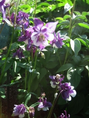 Aquilegia vulgaris short-spurred columbine, pink