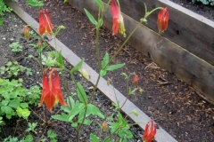 Aquilegia canadensis native red & yellow columbine