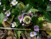 Arabis albida, pink