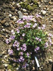 Arabis albida, pink