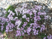 Arabis albida, pink