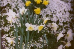 Arabis albida Arabis & daffodils