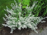 Artemesia stellariana beach wormwood