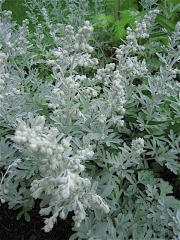 Artemesia stellariana beach wormwood