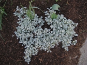Artemesia stellariana, young growth
