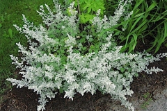 Artemesia stellariana beach wormwood